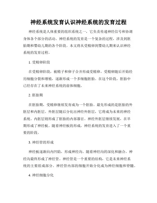神经系统发育认识神经系统的发育过程