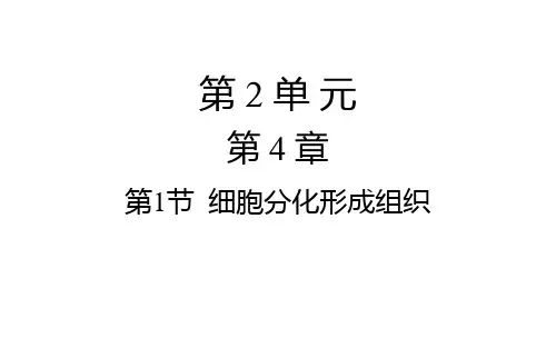 细胞分化形成组织课件(北师大版)