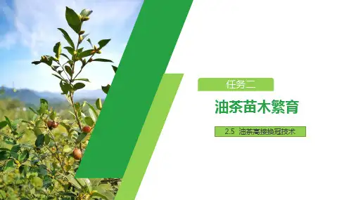 油茶苗木繁育—油茶高接换冠技术(油茶栽培管理课件)