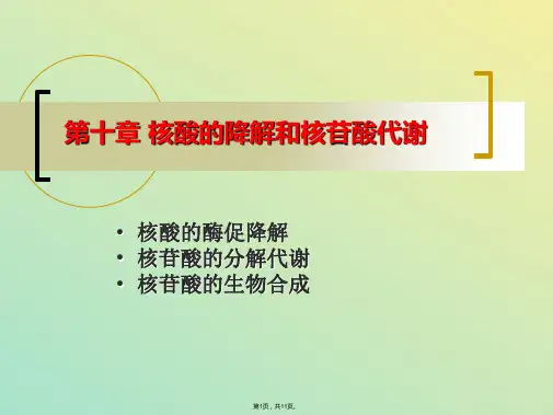 第十章 核酸的降解及核苷酸代谢(与“核苷酸”相关文档)共11张PPT