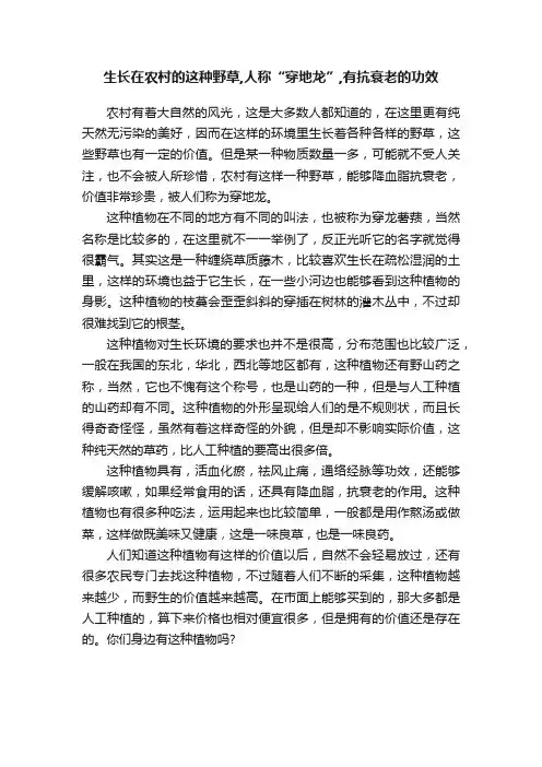 生长在农村的这种野草,人称“穿地龙”,有抗衰老的功效
