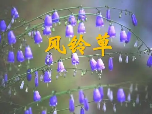 《风铃草》PPT课件 (共19张PPT)