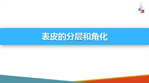 皮肤—表皮(组织胚胎学课件)