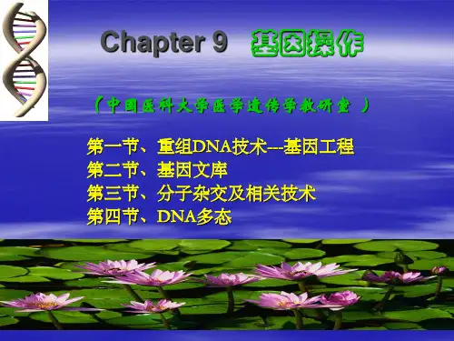 染色体步移
