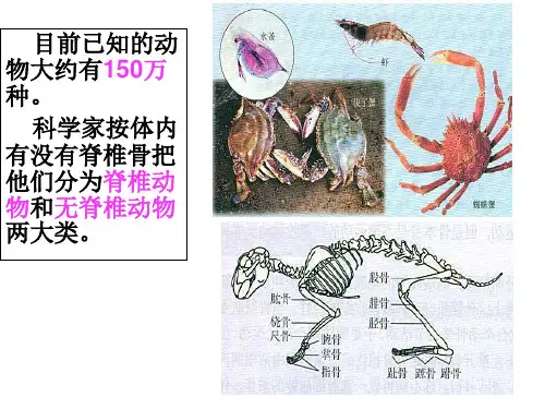 人教版八年级上册第五单元第一章第一节《腔肠动物》课件(共20张PPT)