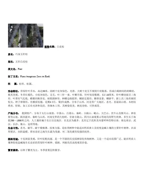白皮松