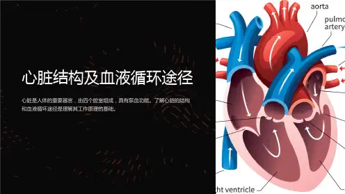 心脏结构及血液循环途径