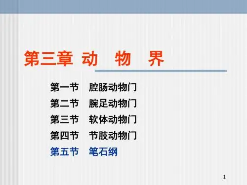 半脊索动物门笔石纲