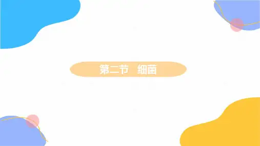 生物人教版八年级(上册)5.4.2细菌教学(2024版新教材)
