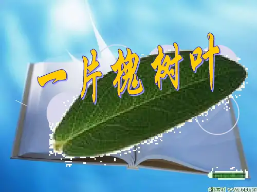 一片槐树叶课件1