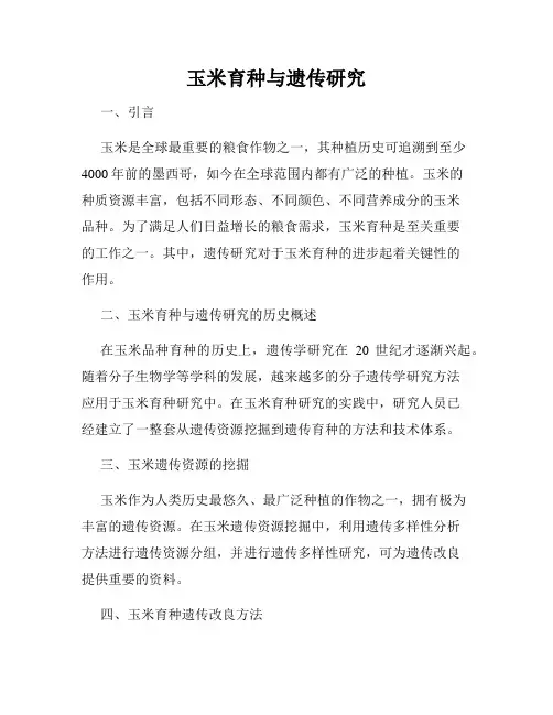 玉米育种与遗传研究
