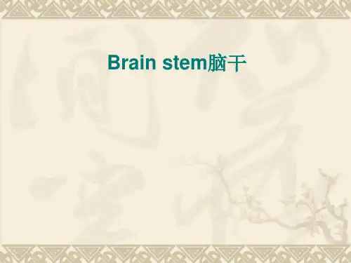 人体解剖学：Brain stem脑干