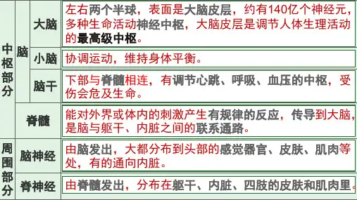 七年级生物下册 神经系统和神经调节