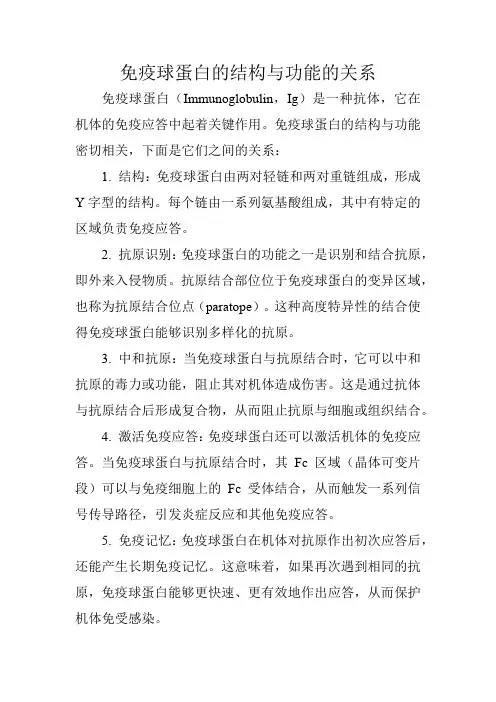 免疫球蛋白的结构与功能的关系