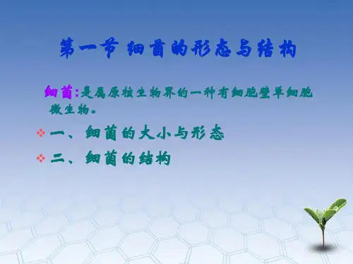 微生物的细菌的各种形态与结构