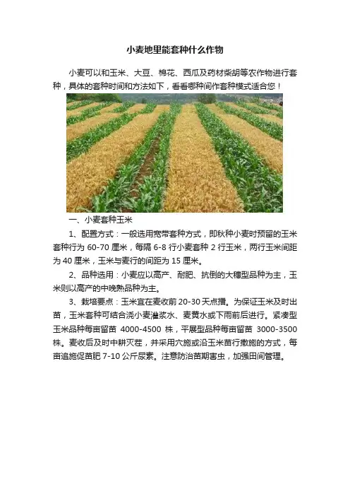 小麦地里能套种什么作物