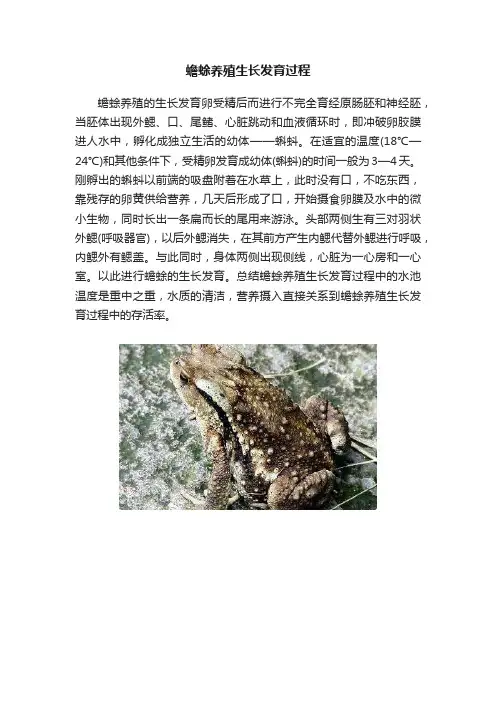 蟾蜍养殖生长发育过程