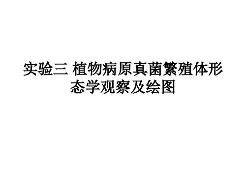 实验三：植物病原真菌繁殖体形态学观察及绘图