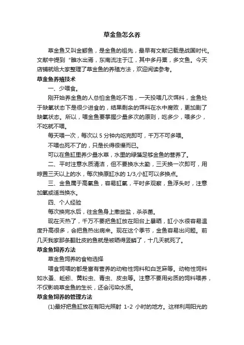 草金鱼怎么养