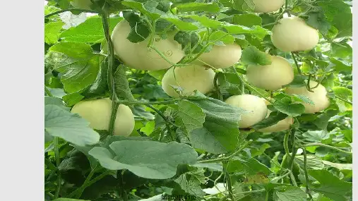 甜瓜种植技术PPT课件