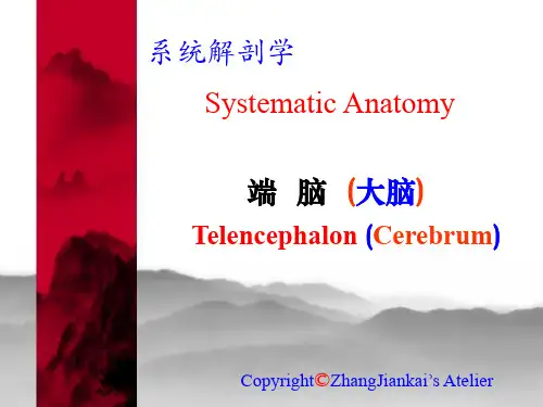 系统解剖学 端脑