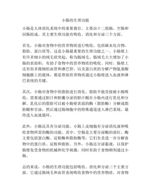 小肠的生理功能