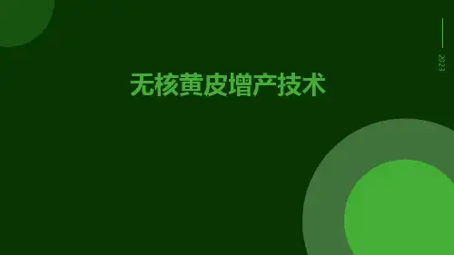 无核黄皮增产技术