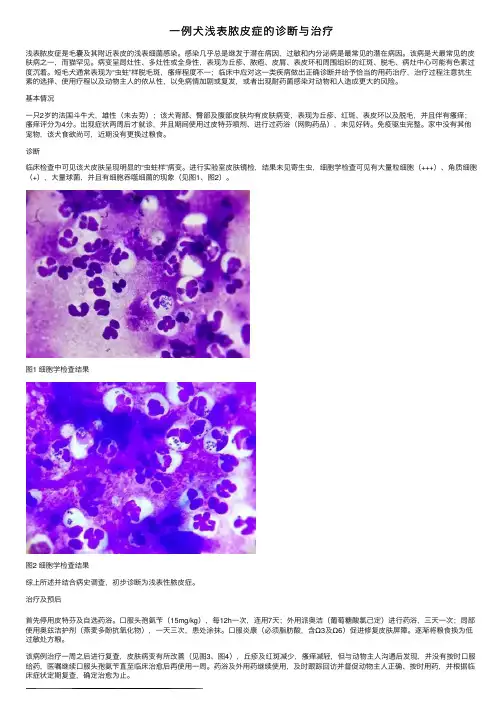 一例犬浅表脓皮症的诊断与治疗