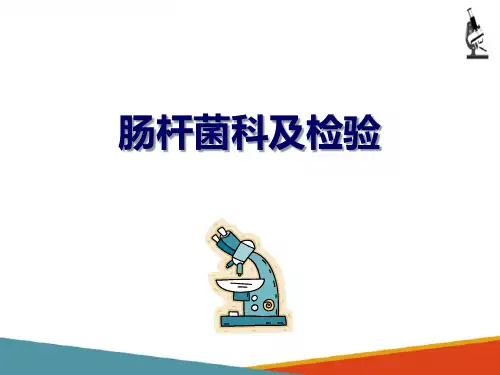 临床常见细菌 肠杆菌科