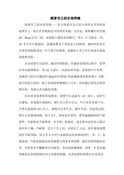 绿萝吊兰的水培养殖