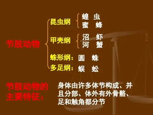 昆虫的外部形态