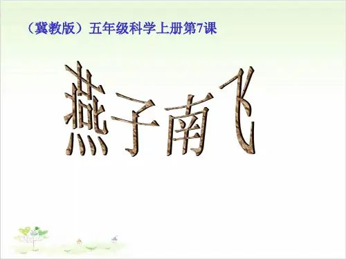 五年级上册科学-7燕子南飞-冀教版-PPT课堂课件