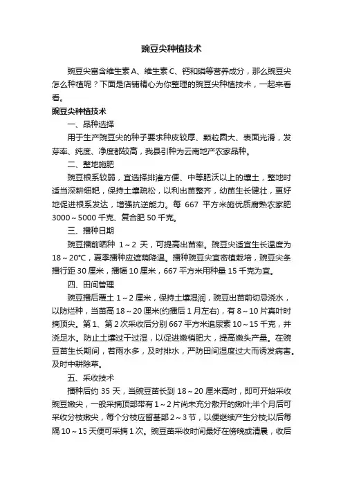 豌豆尖种植技术
