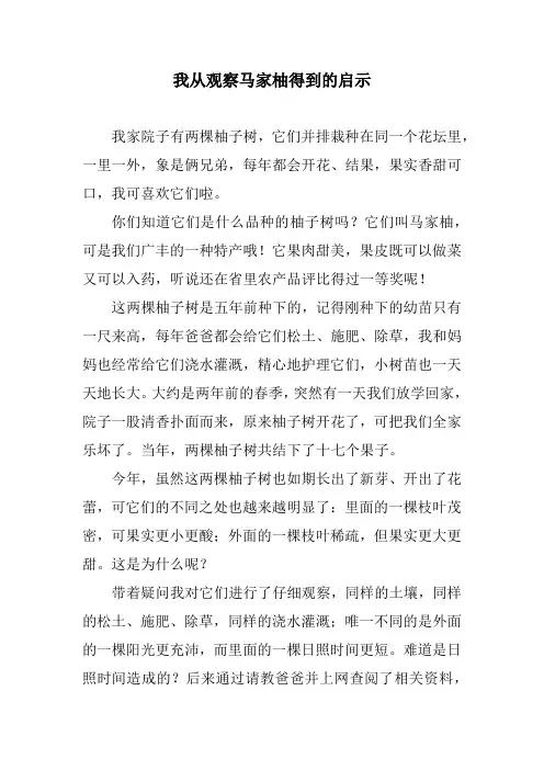 我从观察马家柚得到的启示