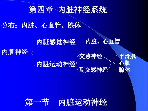 神经解剖_内脏神经.
