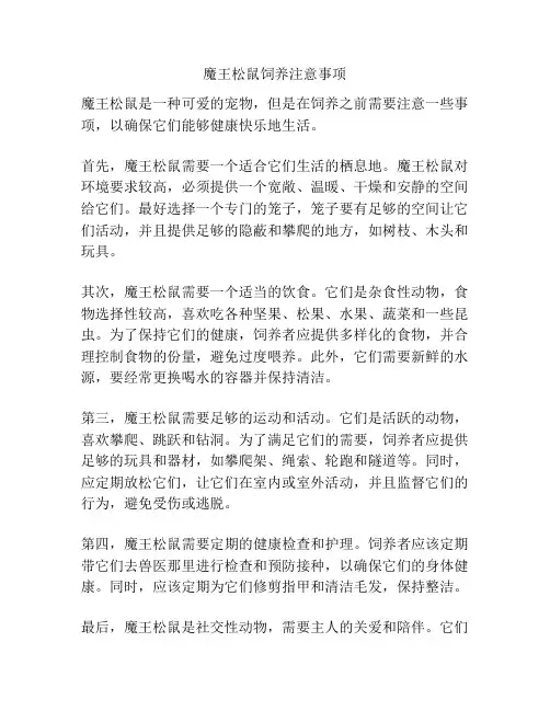 魔王松鼠饲养注意事项