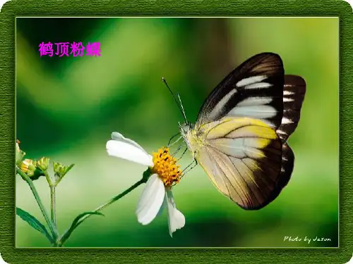 苏教版二年级语文下册《台湾的蝴蝶谷》课件