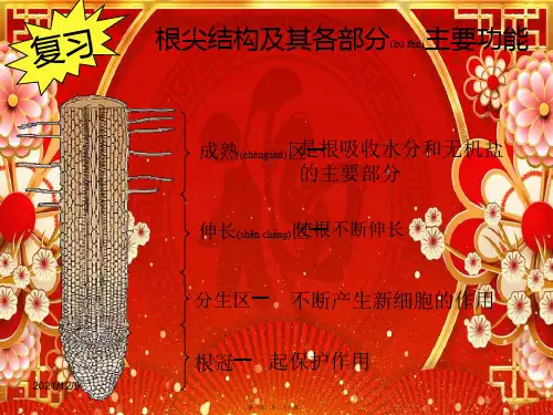 八年级生物上册 3.2.2 根对水分的吸收课件