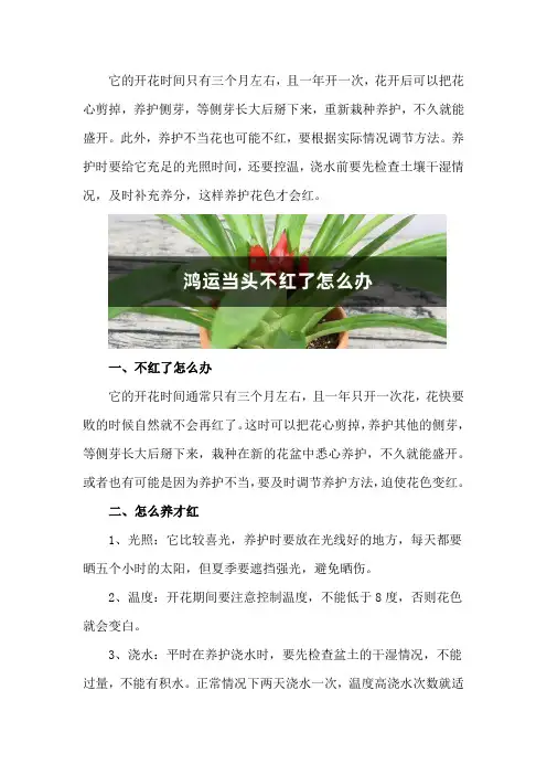 鸿运当头不红了怎么办,怎么养才红