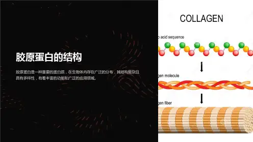 《胶原蛋白的结构》课件