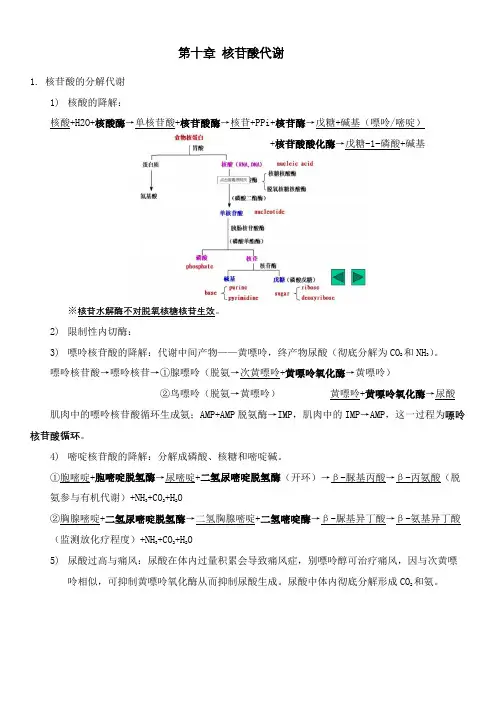 核苷酸代谢