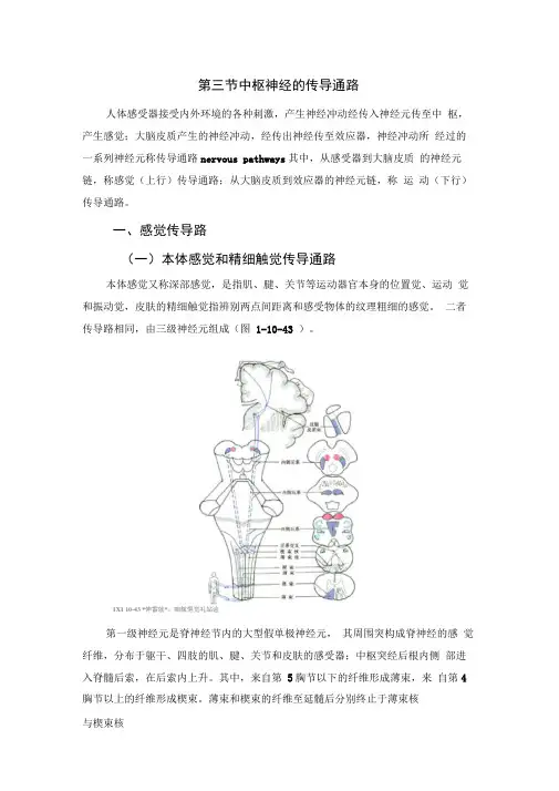 中枢神经的传导通路