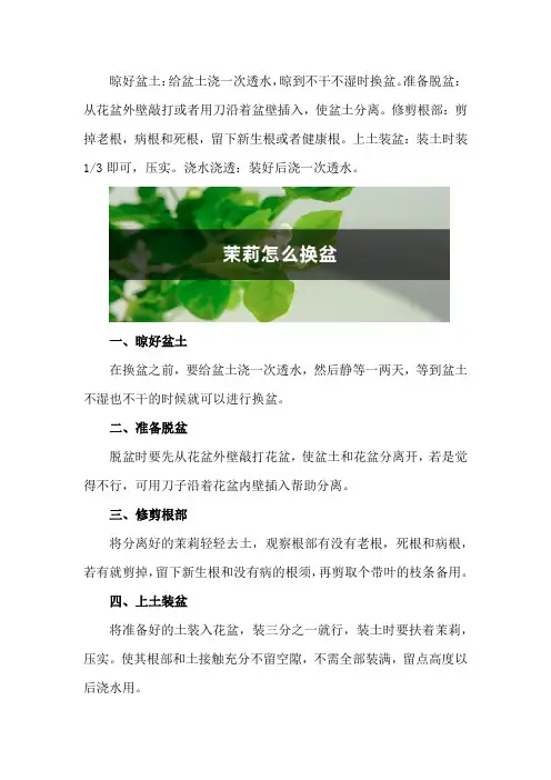 茉莉怎么换盆