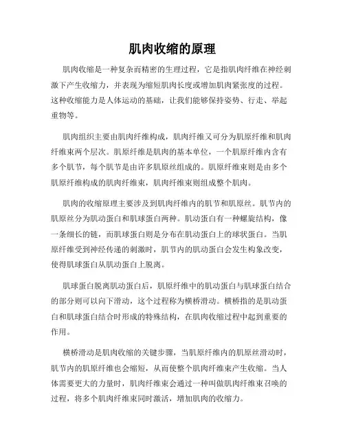 肌肉收缩的原理
