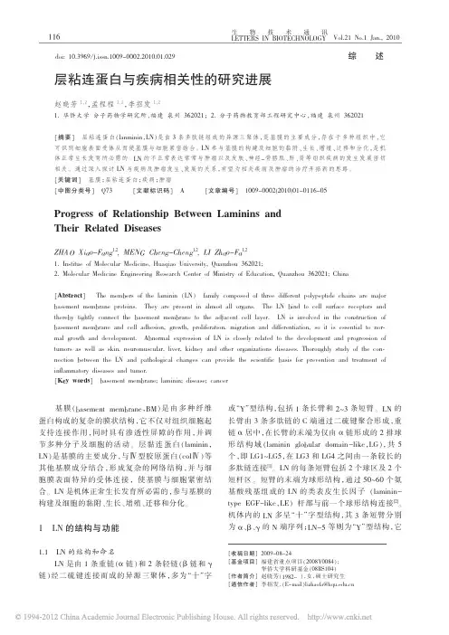 层粘连蛋白与疾病相关性的研究进展