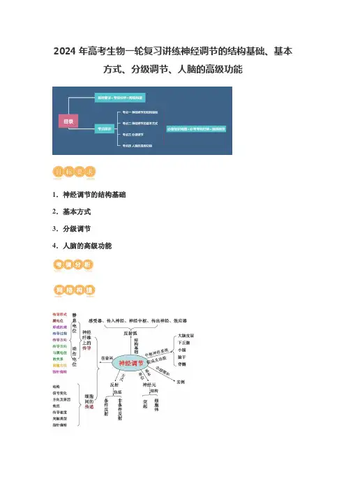 2024年高考生物一轮复习讲练神经调节的结构基础、基本方式、分级调节、人脑的高级功能