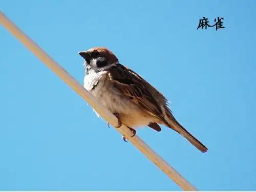 八年级语文上册：第24课《明天不封阳台》课件