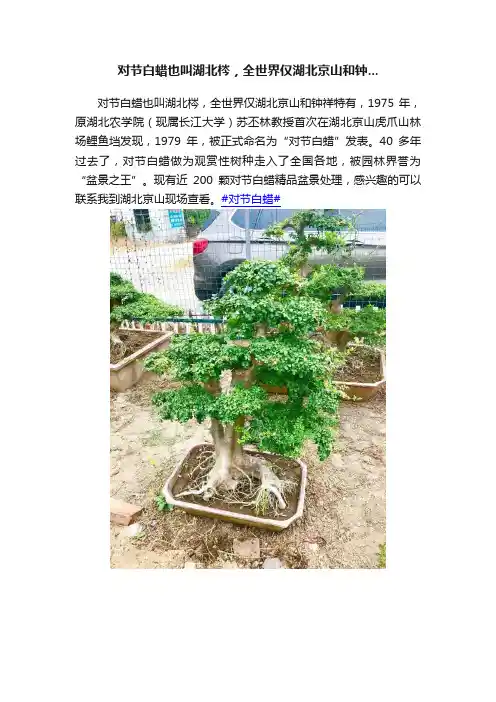 对节白蜡也叫湖北梣，全世界仅湖北京山和钟...