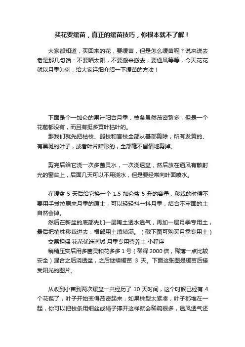 买花要缓苗，真正的缓苗技巧，你根本就不了解！