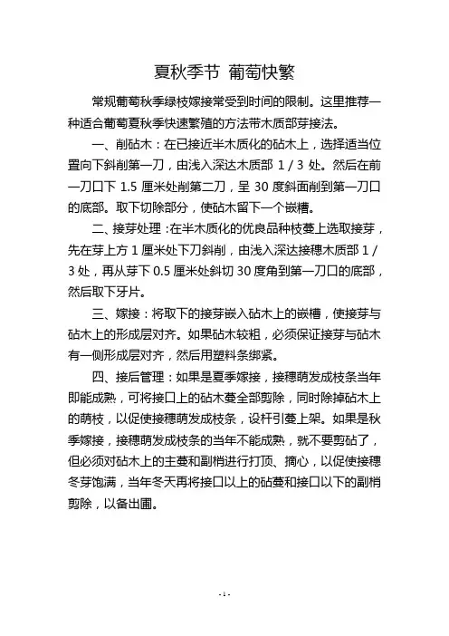 夏秋季节葡萄快繁